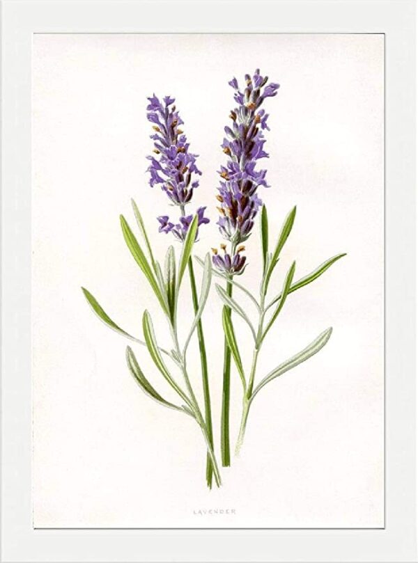 A1 (59.4 x 84.1 cm) White Frame