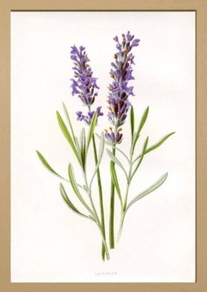 A3 (29.7 x 42 cm) OAK Frame Matt Touch